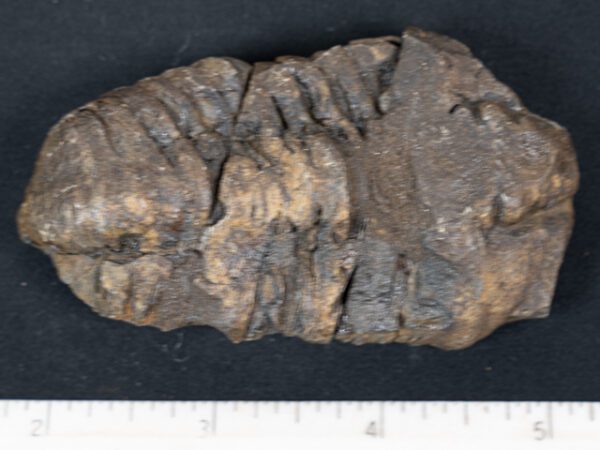 FOSSIL180