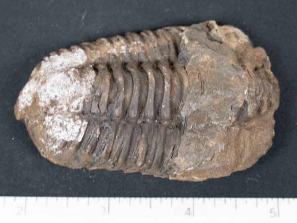 FOSSIL181
