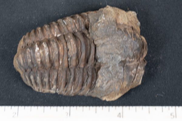 FOSSIL182