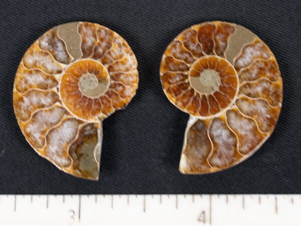 FOSSIL184