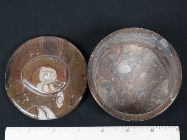 FOSSIL185