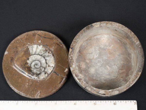 FOSSIL186