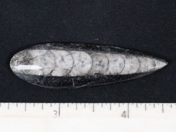 FOSSIL192