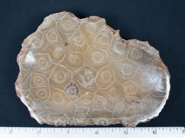 FOSSIL199