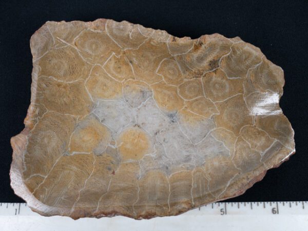 FOSSIL200