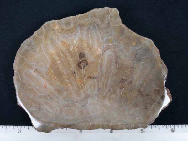 FOSSIL201