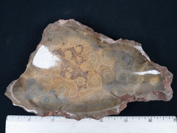 FOSSIL203