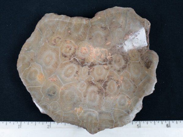 FOSSIL204