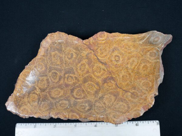 FOSSIL205