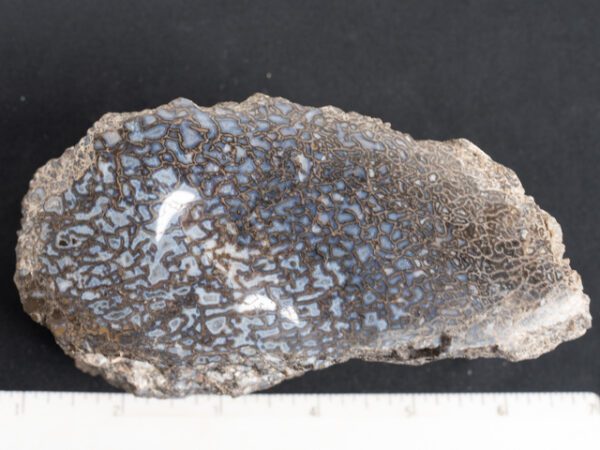 FOSSIL206
