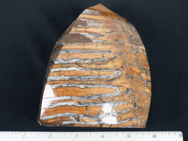 FOSSIL208