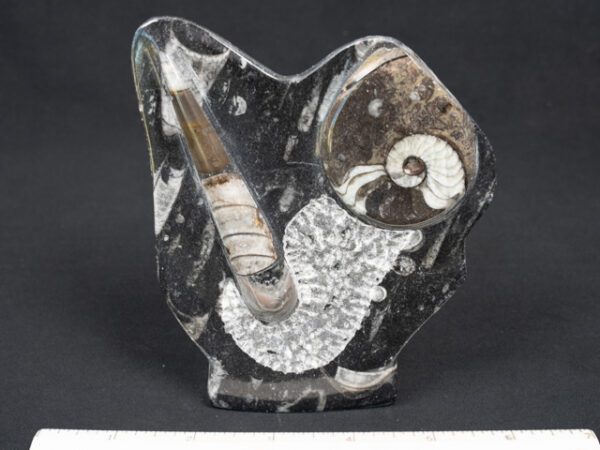FOSSIL210