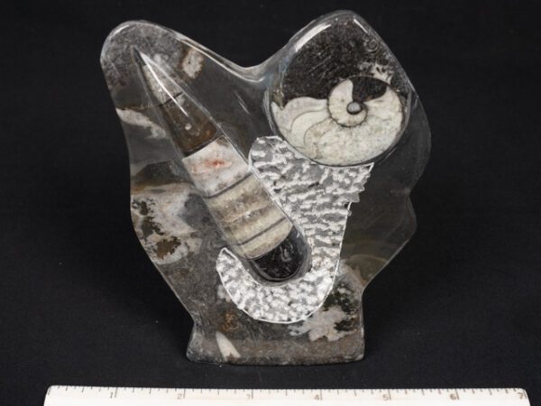 FOSSIL211