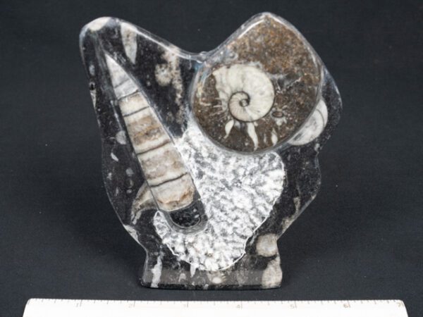 FOSSIL212