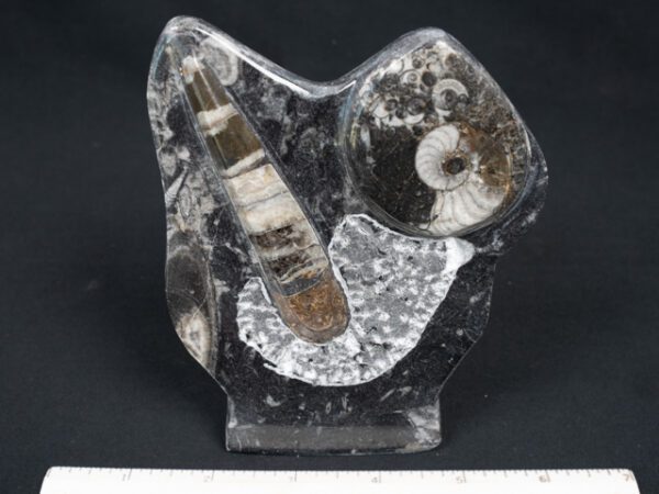 FOSSIL213