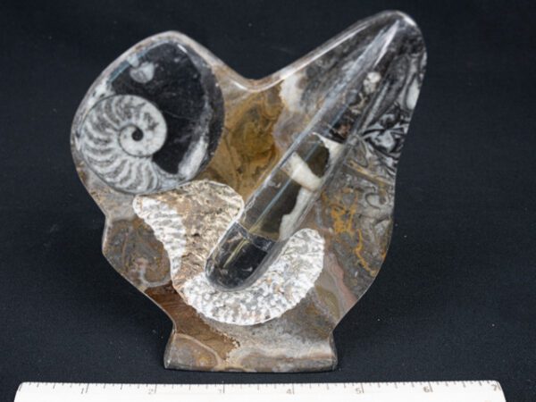 FOSSIL214