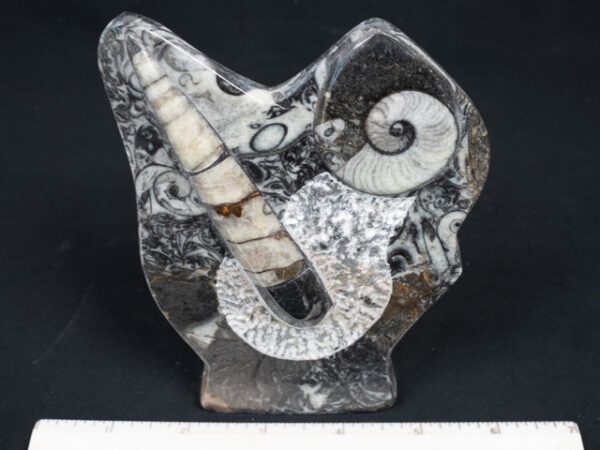 FOSSIL215