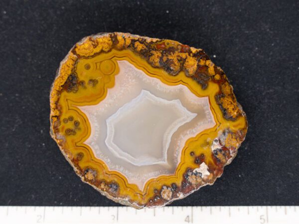 MOR117
