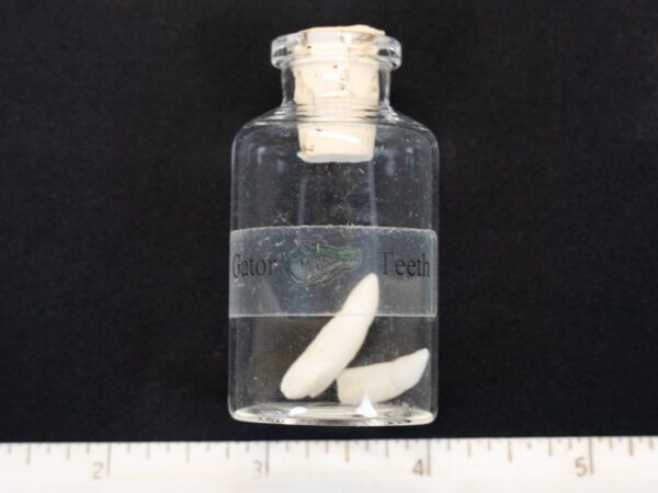 Alligator Teeth