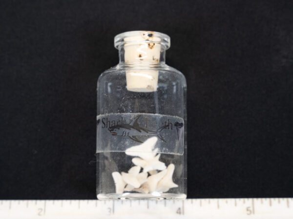 Shark Teeth