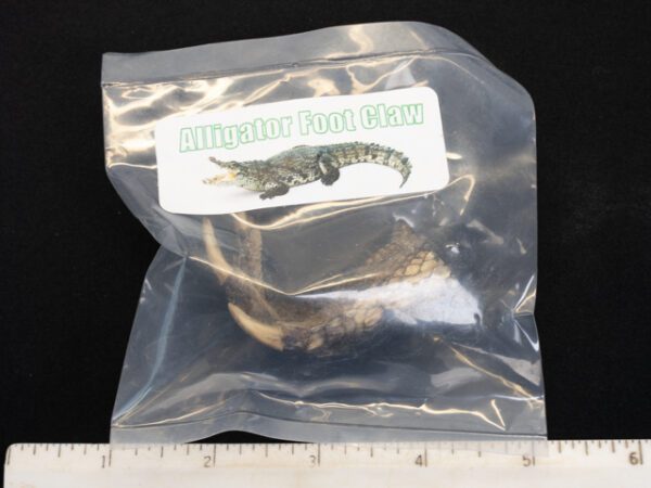 Alligator Foot Claw