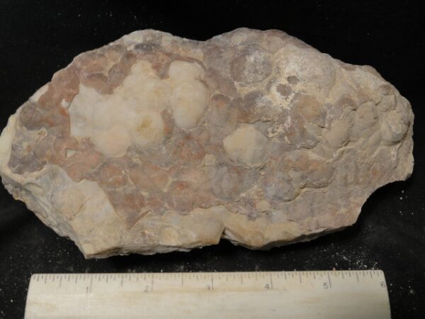 Crazy Lace Agate Rough