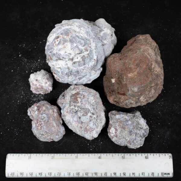 Baker Ranch Agate Nodules