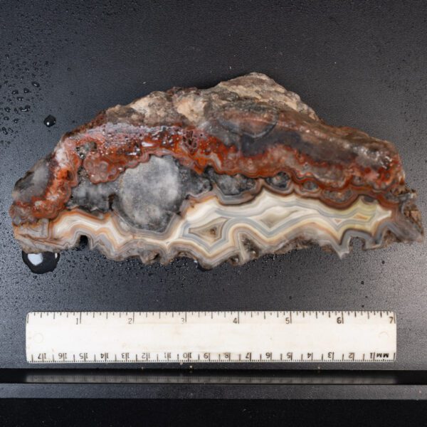 Cut Unpolished Crazy Lace Agate