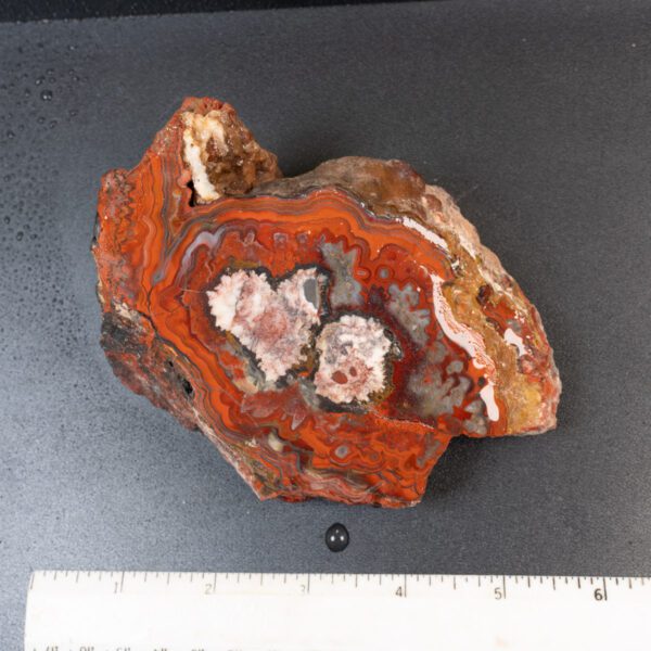 Cut Unpolished Crazy Lace Agate
