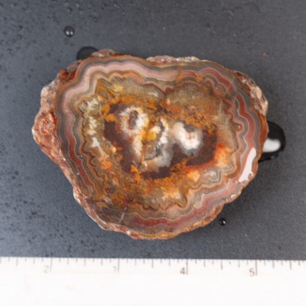 Cut Unpolished Crazy Lace Agate