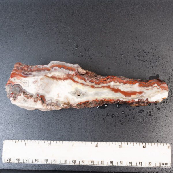 Cut Unpolished Crazy Lace Agate