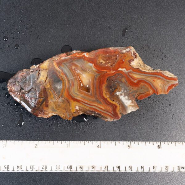 Cut Unpolished Crazy Lace Agate