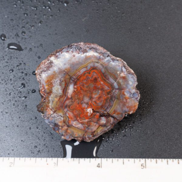 Cut Unpolished Crazy Lace Agate