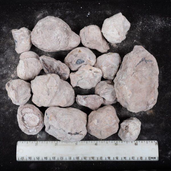 Laguna-like Thunderegg Nodules