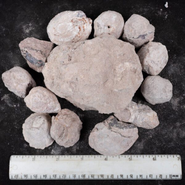 Laguna-like Thunderegg Nodules