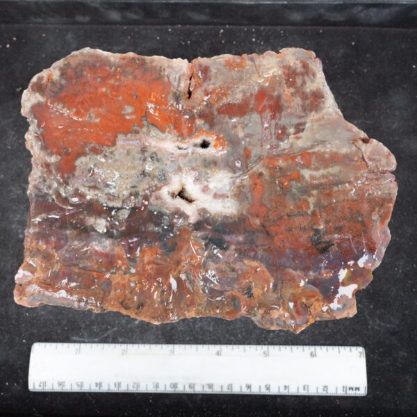 Rainbow Petrified Wood