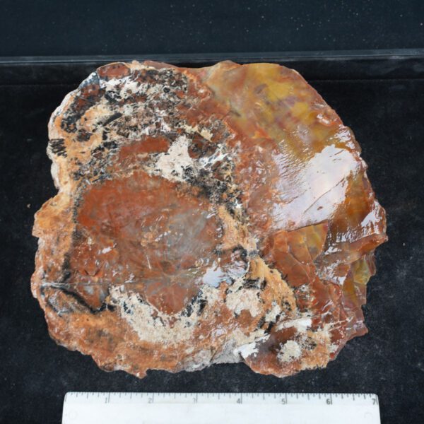 Rainbow Petrified Wood