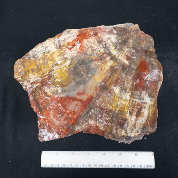 Rainbow Petrified Wood