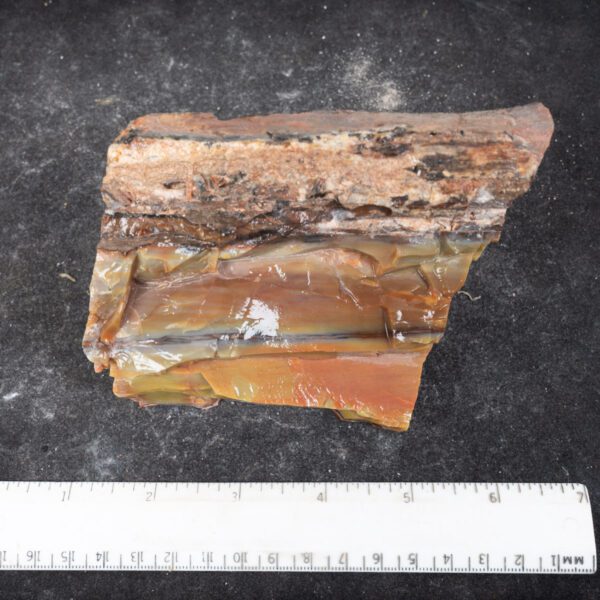 Rainbow Petrified Wood
