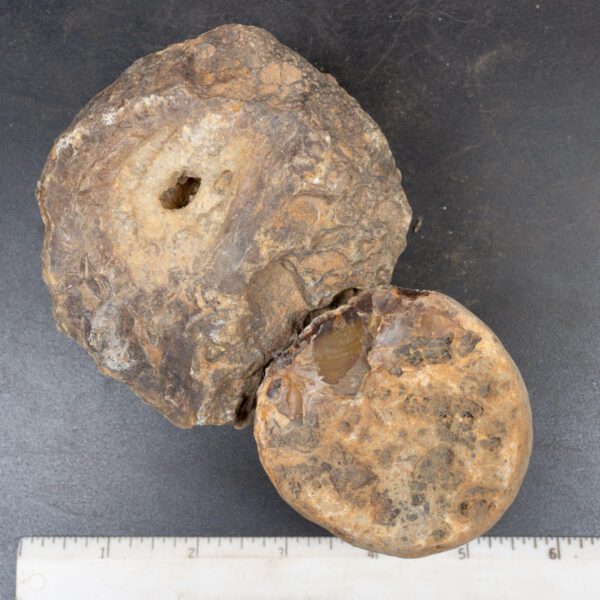 Brazilian Agate Nodules