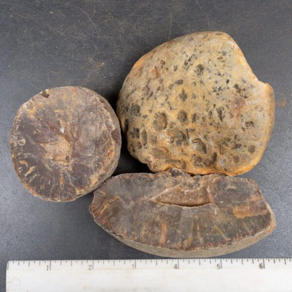 Brazilian Agate Nodules