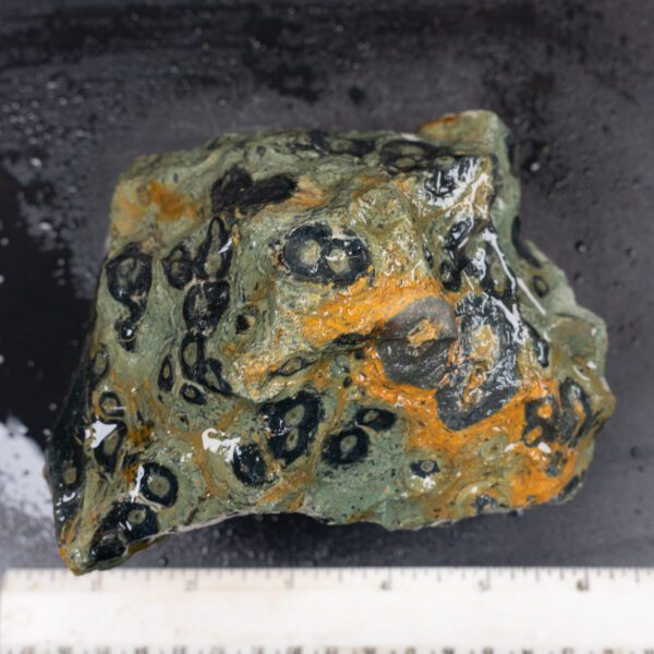 Kambaba Jasper Rough