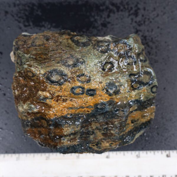 Kambaba Jasper Rough