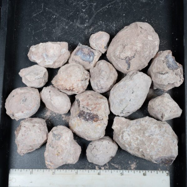 Laguna-like Thunderegg Nodules