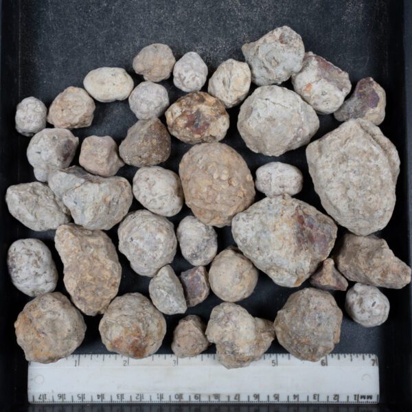 Mexican Red Hot Agate (Berrendo) Nodules