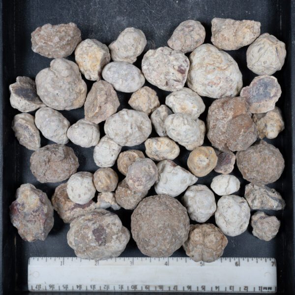 Mexican Red Hot Agate (Berrendo) Nodules
