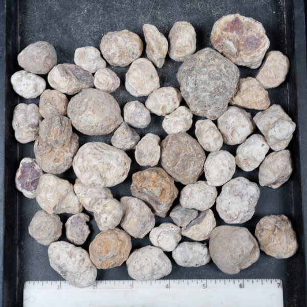 Mexican Red Hot Agate (Berrendo) Nodules