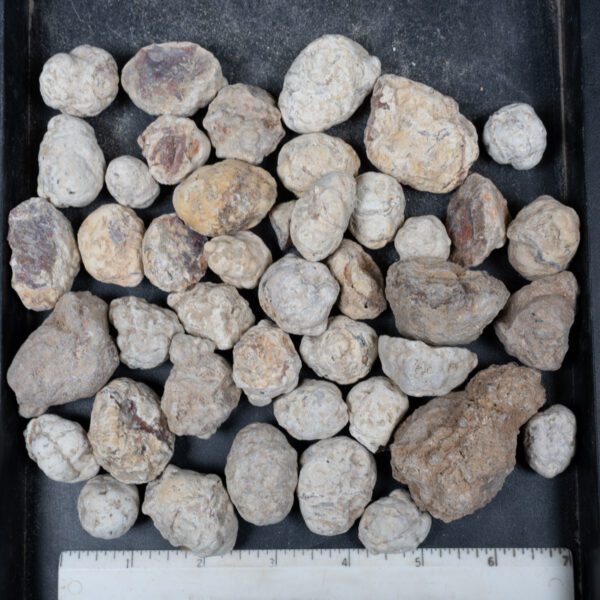 Mexican Red Hot Agate (Berrendo) Nodules