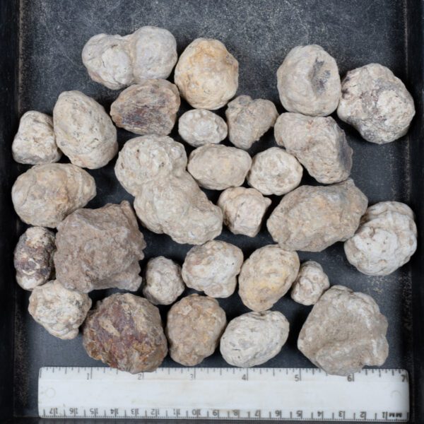 Mexican Red Hot Agate (Berrendo) Nodules