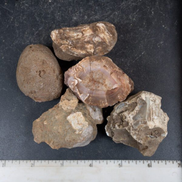 Queensland Agate Nodules